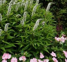 Image result for Lysimachia angustiloba