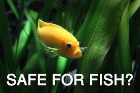 Is Aquarium Plant Fertilizer Safe For Fish Planted Aquarium Fertilizer For Plants Aquarium