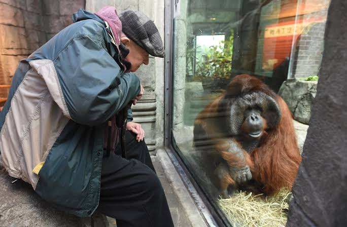 Erie Zoo's orangutan Joe dies of heart failure