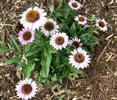 Heb je deadhead coneflowers nodig. How To Grow Echinacea Coneflowers Natalie Linda
