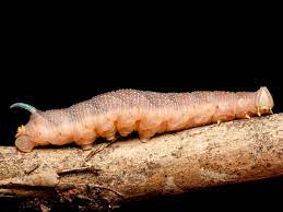 Whichever color is usedthere were caterpillars, on the tail they always have a sharp hard spike, which many take for the horn. Lime Hawk Moth