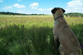 Maybe you would like to learn more about one of these? Donde Dejar A Mi Perro En Vacaciones Facilisimo Com