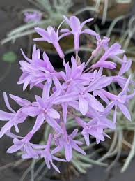 Image result for Tulbaghia cameronii