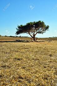 Cyprus is a member of the schengen agreement but has not yet fully implemented it. Lonely Tree In A Field In Ciprus Stock Photo Picture And Royalty Free Image Image 15121930
