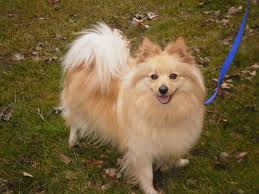 While the german shepherd is highly intelligent and trains fairly easily, they are no picnic for novice owners. German Spitz Info Temperament Puppies Life Span Pictures