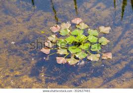 Image result for Trapa natans