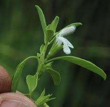 Image result for Leucas neuflizeana