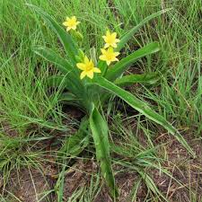 Image result for Hypoxis