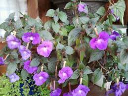 Hand Me Down Plant From My Grandma Aunine She Called Them Japanese Petunias Purple Flowers Petunias Plants