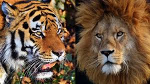Harimau vs singa, siapa yang akan menang bila mereka bertarung satu lawan satu? pertama dari ukuran fisik, harimau jelas lebih besar dari singa. Harimau Lawan Singa Siapa Yang Menang Kumparan Com