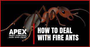 For small inspection fees, licensed, experienced home inspectors can uncover hidden infrastructure problems so they can be addressed to ensure inspecting properties in australia's outlying regional areas cost between $500 to $750. Pest Control Asheville