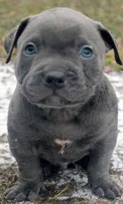 That way, they become more tolerant and. Blue Nose Pitbull Puppies For Sale Blue Nose Pitbull Breeders Baby Pitbulls For Sale