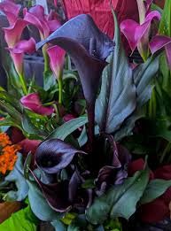 Image result for Zantedeschia
