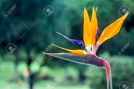 Maybe you would like to learn more about one of these? Strelitzia Reginae Is A Monocotyledonous Flowering Plant Indigenous To South Africa Most Common Names Are Crane