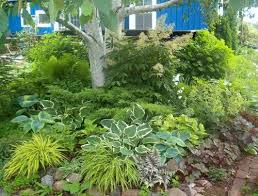 Birch Tree Wallpaper Design Ideas Pictures Remodel And Decor Shade Plants Shade Garden Shade Garden Design