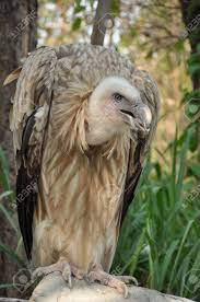 The himalayan griffon (gyps himalayensis) is a large bird of prey, a raptor, and an accipiter.it is a vulture. Das Himalaya Geier Oder Himalaya Gansegeier Ist Ein Altweltgeier Lizenzfreie Fotos Bilder Und Stock Fotografie Image 20274940