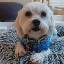 Paws Awhile Dog Grooming