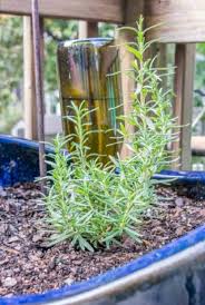 Image result for rosemary container