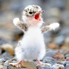 Donna Pinney (donnadoggiemom)