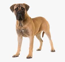 bullmastiff kopek irki ozellikleri therapy dogs breeds working dogs breeds therapy dogs