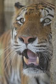 Senang/bahagia/gembira inilah wajah dimana kita mendapat suatu kabar gembira atau. Halaman 20 Gratis Harimau Di Depan Foto Piqsels