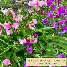 Image result for Lathyrus