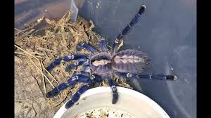 Avicularia metallica is an absolutely gorgeous fuzzy arboreal tarantula. The Poecilotheria Metallica Yes Tarantulas Can Be Beautiful Tom S Big Spiders