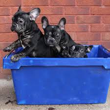 Here we give you an amazing quality litter of 7 boy french bulldog puppies, ready to leave for their forever homes on the 16th march at 8 weeks old. French Bulldog Puppies Dumped In Crate On Freezing Alleyway Need A Home Liverpool Echo