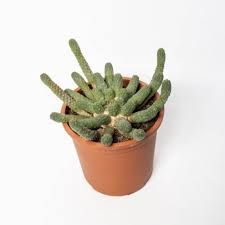 Image result for Euphorbia lissosperma