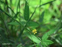 Image result for Rhynchosia totta