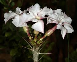 Image result for Pachypodium saundersii