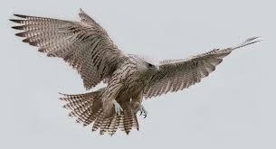 Birds Of Prey Northern Michigan Gyrfalcon Birds Of Prey Birds The Shadow Queen