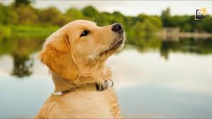 All About Golden Retriever Dog Breed Child Friendly And Intelligent Dog In 2020 Golden Retriever Dog Breeds Retriever Puppy