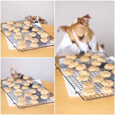 Most households have plenty of low calorie dog treats and healthy dog treats on hand. 4 Ingredient Chicken And Biscuits Homemade Dog Treats Two Healthy Kitchens