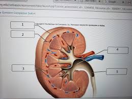 Palubinskas aj (1963) renal pyramidal structure opacification in excretory urography and its relation to medullary sponge kidney. Solved Please Help Me Label Picture 1 Renal Medulla Rena Chegg Com