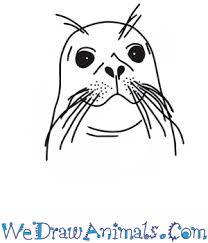 How To Draw A Seal Head Download this premium vector about cute seal cartoon hand drawn style, and discover more than 11 million professional graphic resources on freepik. how to draw a seal head