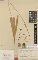 Image result for Dipcadi rigidifolium