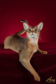 Abyssinian Just So Elegant According To Modern Genetic Research It S Strongly Believed The Roots Of This Breed T Abyssinian Cats Pretty Cats Beautiful Cats