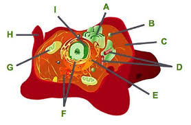 Under the microscope, an animal cell shows many different parts called organelles, that work together to keep the cell functional. Consider This Animal Cell The Organelles In An Animal Cell Are Labeled Part E Represents Small Dots Brainly Com
