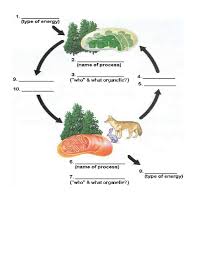Which of the following occurs in both photosynthesis and respiration? Photosynthesis And Cellular Respiration Cycle Worksheet 2 Photosynthesis Worksheet Photosynthesis And Cellular Respiration Cellular Respiration