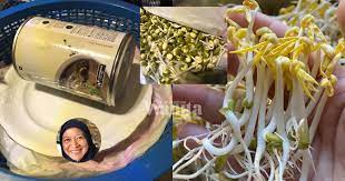 Merendam kacang kedelai di air bersih. Tanam Taugeh Gemuk Kaedah Penapis Dan Hempap Hari Ke 4 Boleh Makan Hasil Mingguan Wanita