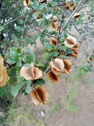 Image result for Combretum hereroense