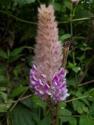 Image result for Uraria