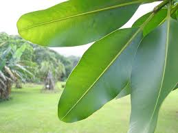 Image result for Calophyllum inophyllum