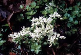 Image result for Crassulaceae