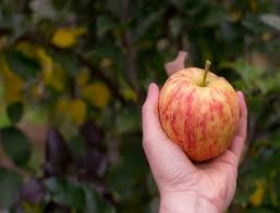 This is information that was discovered by research groups from kansas state university. Guidelines For Picking Apple Trees To Grow In Kansas City