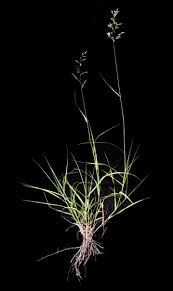 Image result for Schmidtia pappophoroides
