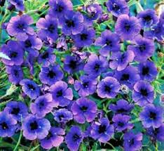 Image result for Monopsis