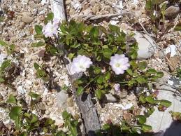 Image result for Falkia oblonga