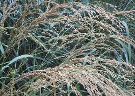 Image result for Panicum gilvum